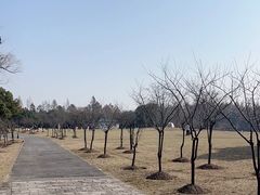 -上海滨江森林公园