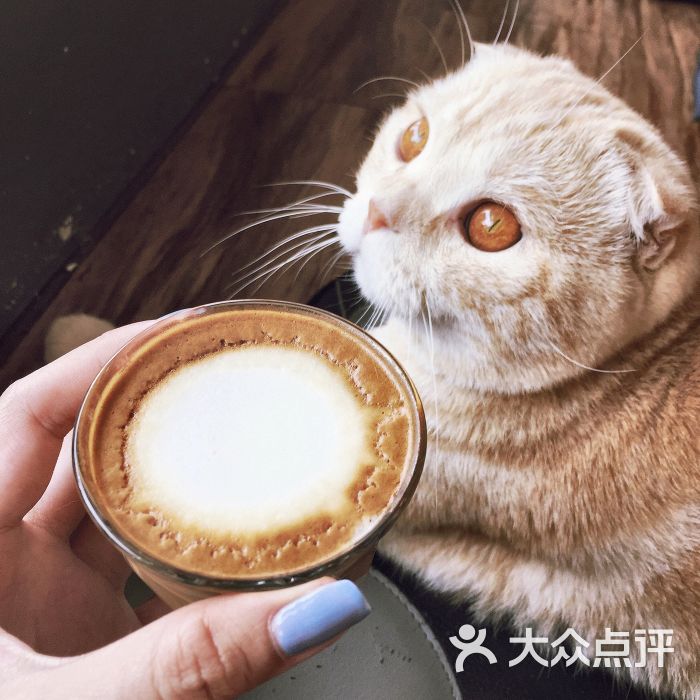 cat n a cup cat cafe图片 - 第9张