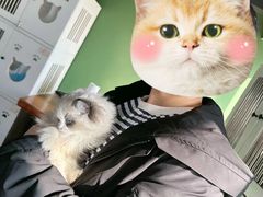 -东方名猫馆·英短金渐层布偶猫舍(环线广场1号楼店)