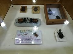 -上海大自然野生昆虫馆(东方明珠·爬宠昆虫探索中心)