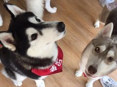 -Husky Go! 哈士奇体验馆·宠物咖啡厅狗咖