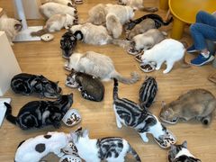 -有喵·猫咖·狗咖·30几只猫10只小狗(岗厦店)