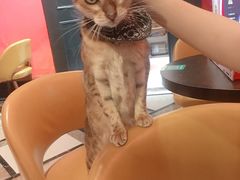 -猫色咖啡·猫咖
