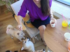 -柴犬小屋·柴餐厅·狗咖食堂(金鼎广场店)