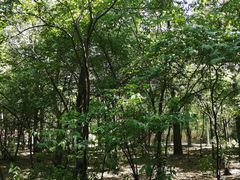 -黑龙江省森林植物园