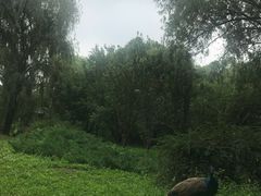 -北京麋鹿生态实验中心
