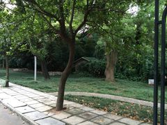 -中山大学学者灵芝(园南路店)
