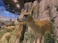 -陕西自然博物馆