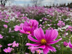 -花开海上生态园