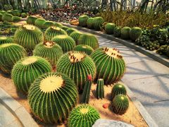 -深圳仙湖植物园