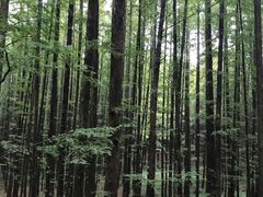 -山王坪喀斯特国家生态公园