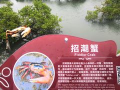 -北海金海湾红树林生态旅游区