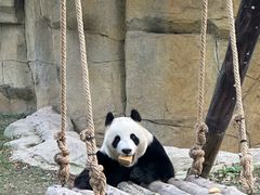 -上海野生动物园