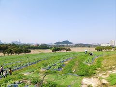 -光明小镇欢乐田园