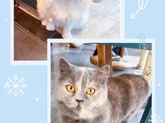 -猫小院猫主题餐厅(南锣旗舰店)