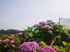 -空港花田景区