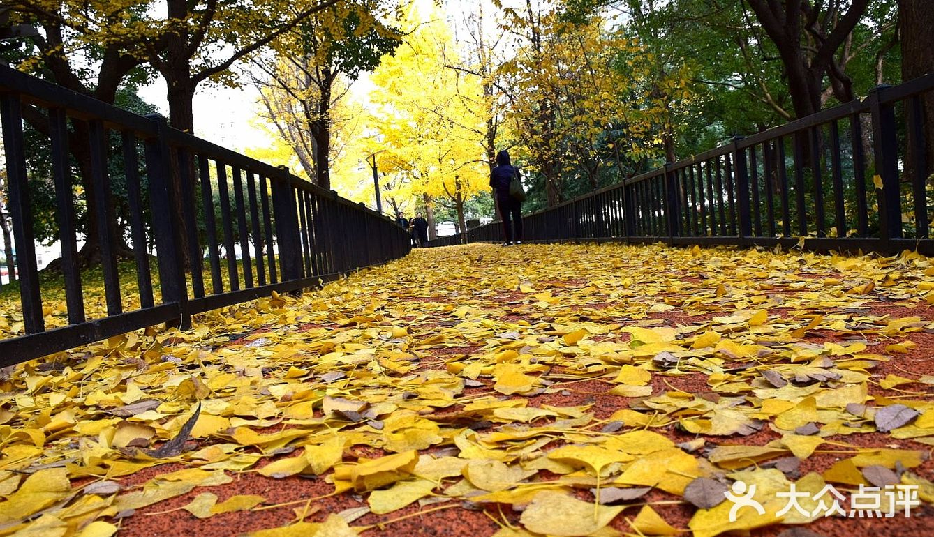 疯狂的金黄色，错过要等一年