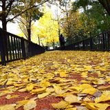 疯狂的金黄色，错过要等一年