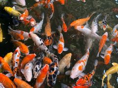 -南宫五洲植物乐园