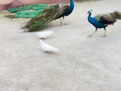 -史努比缤纷世界