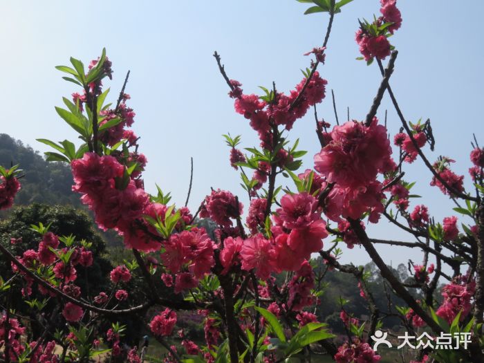 南国桃园旅游度假区图片