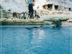 -帝企鹅自助餐厅•儿童岛•真企鹅(长隆企鹅酒店)