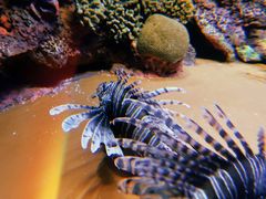 -上海海洋水族馆