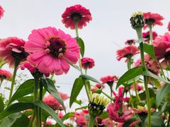 -光明小镇欢乐田园