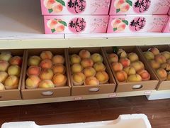 -南汇新场正宗水蜜桃采摘