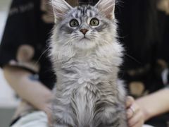 -lincat·猫舍(广州店)