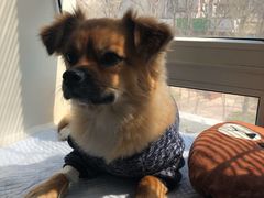 -邢大夫动物医院