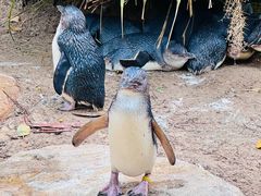 -费瑟代尔野生动物园