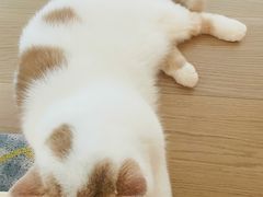 -momokira米努特·德文卷毛猫·棉花面纱犬
