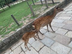 -奈良公园