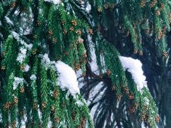 -武陵山森林公园