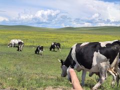 -顶顶汤火牛排火锅·经典铜锅涮肉