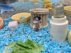 -宠物世家(仲盛世界商城店)