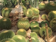 -北京植物园-展览温室