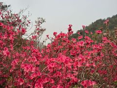 -木兰云雾山