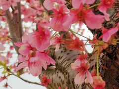 -麦当劳(新闸路店)