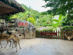 -野象谷景区