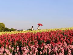 -径山花海