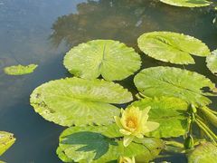 -广州莲花山旅游区