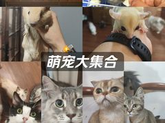 -楼上猫咖(罗湖店)