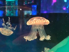 -左海海底世界