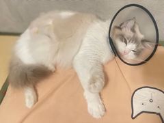 -瑞鹏宠物医院·骨科·猫科·内科(第一中心)