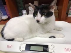 -艾贝尔宠物医院·狂犬免疫点(江山金象城店)