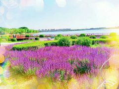 -丁香湖公园