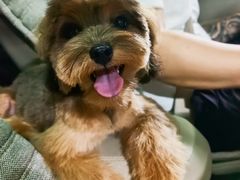 -FAELING PETS美天灵宠物(富力广场店)