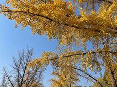 -三里屯东五街银杏大道